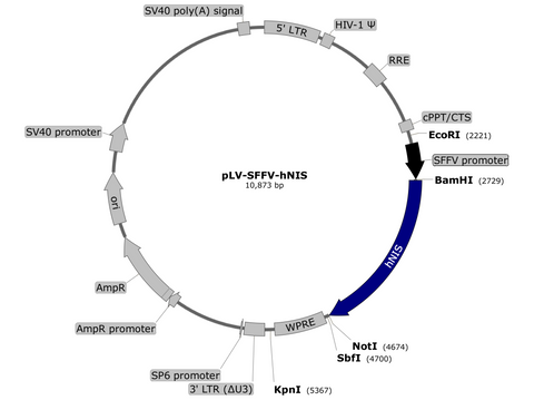 lentivector, plasmid map, hNIS, NIS