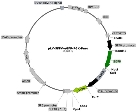 plasmid map, lentivector, eGFP