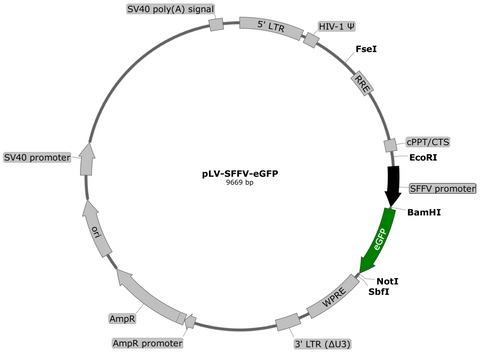 lentivector map, eGFP