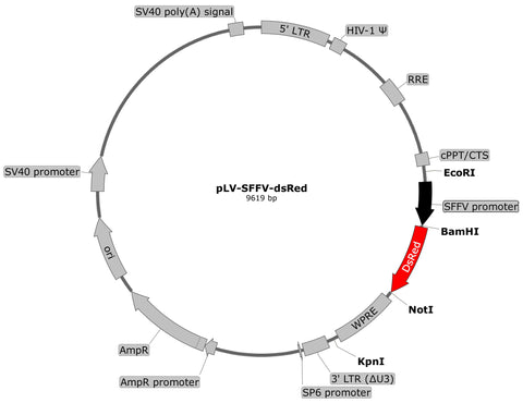 plasmid map, dsRed, RFP