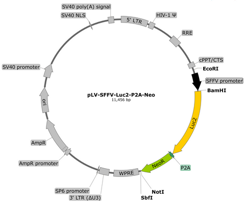 plasmid map, Luc2 neomycin