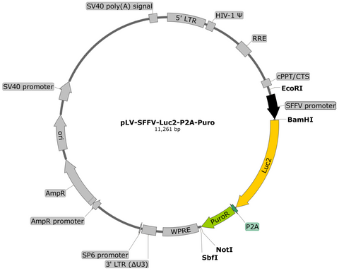 plasmid map, luc2 puromycin