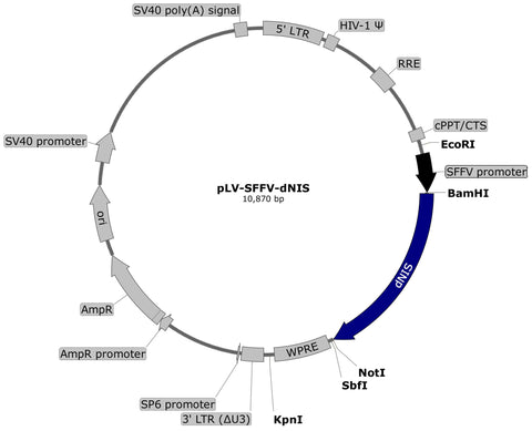 plasmid map, dog NIS