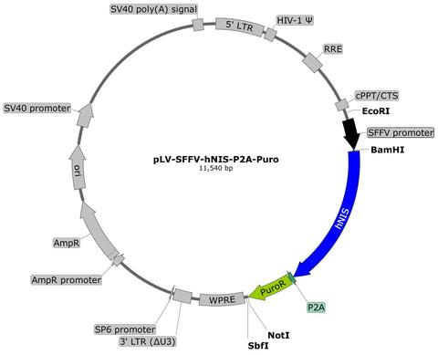 plasmid map, hNIS puro