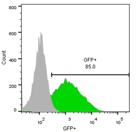 flow cytometry eGFP