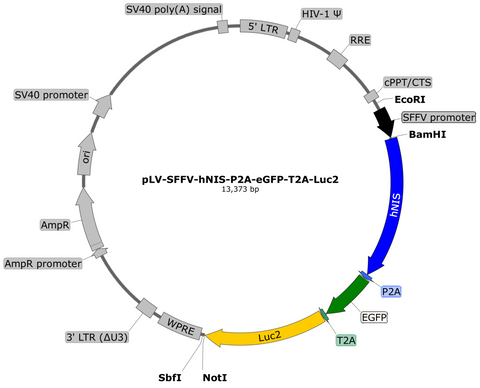 plasmid map hNIS eGFP Luc2