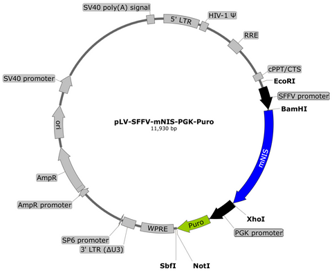 plasmid map mNIS puro