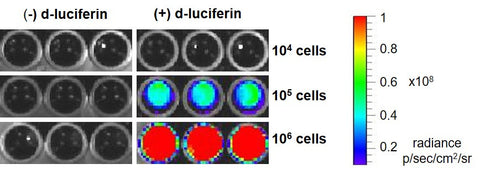 luciferase IVIS