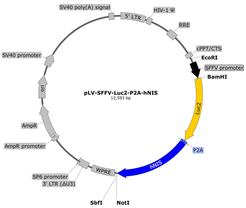 plasmid map luc2 hNIS