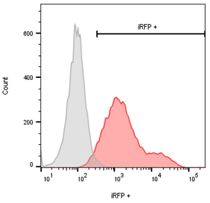 iRFP flow cytometry