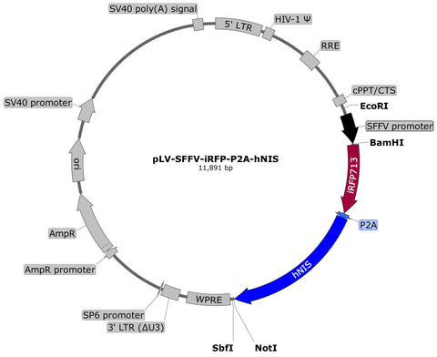 plasmid map iRFP hNIS