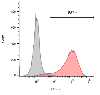 flow cytometry iRFP