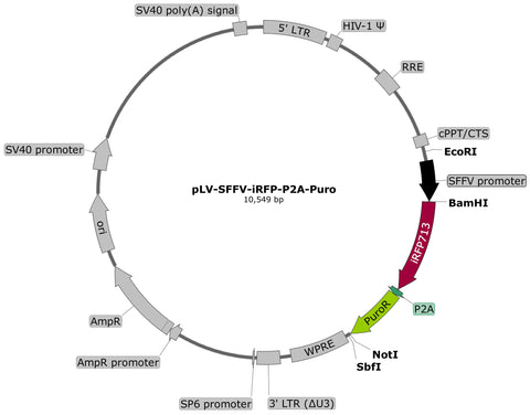 plasmid map iRFP puro