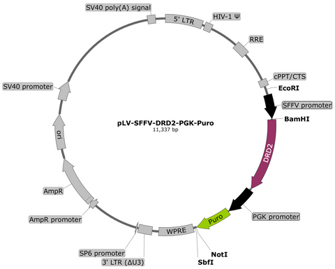 plasmid map DRD2 puro