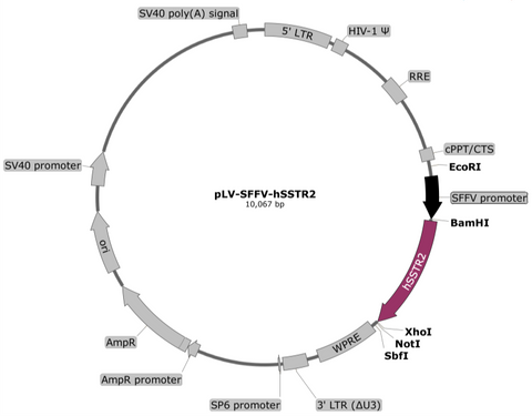 plasmid map sstr2