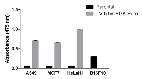 absorbance L-Dopa hTYR