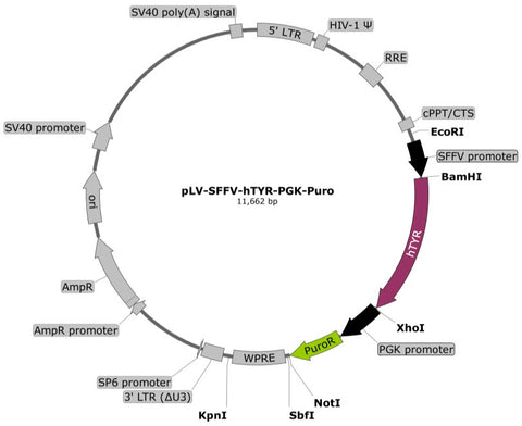 plasmid map hTYR puro