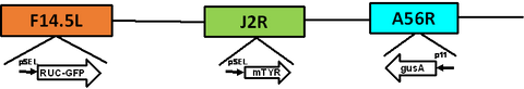 VV(Li)-RlucGFP-mTyr-GusA Genome