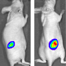 A549 Firefly Luciferase (Fluc)