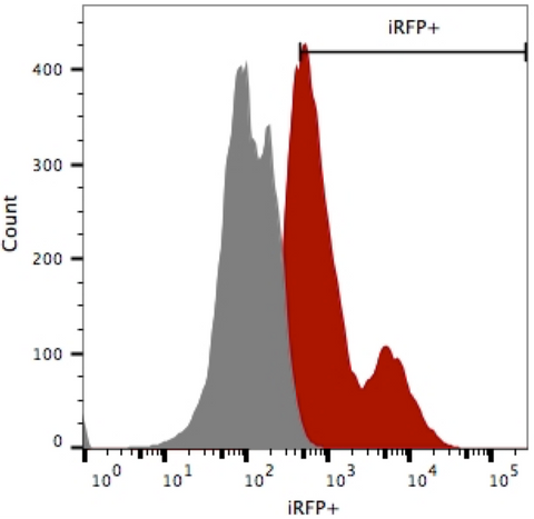 CL109 iRFP Flow