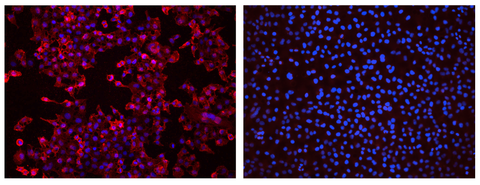 Anti-Rat NIS antibody staining IF IHC Western