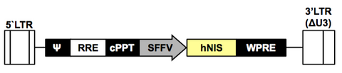 Human sodium iodide symporter (NIS) lentivirus construct