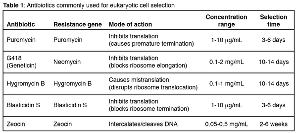 Common antibiotics for eukaryotic cell selection