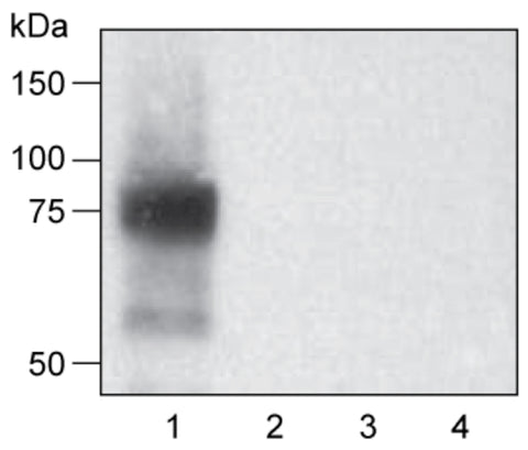 western blot rat NIS protein antibody carrasco Imanis