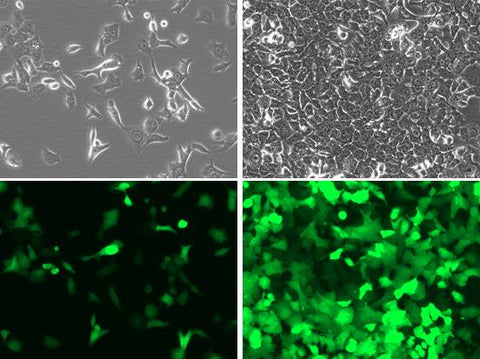 hepa1-6 Fuc-Neo/eGFP-Puro tranduced cell morphology