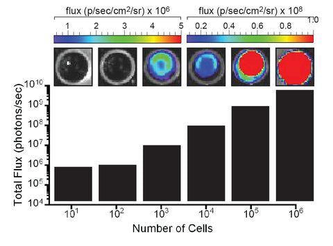 hepa1-6 fluc-neo/eGFP-puro transduced cell flux luciferase