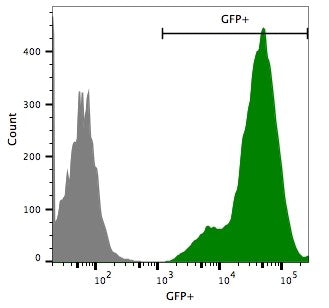 Flow cytometry eGFP-puro transduced Hepa1-6 cells