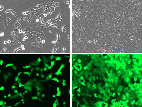 Hepa1-6 eGFP transduction