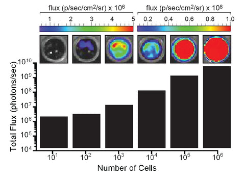Fluc-neo transduced hepa1-6 cells luciferase