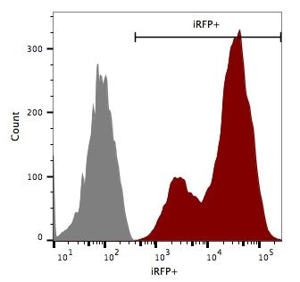 hepa1-6 iRFP-puro transduced flow cytometry