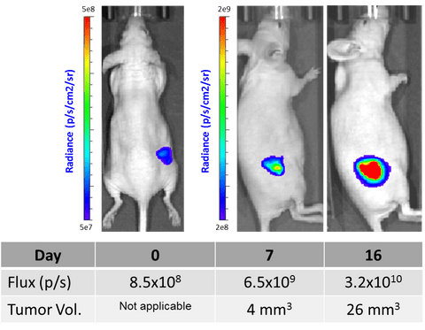 HCT116-Fluc-Puro In Vivo