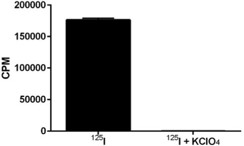 Iodine uptake assay shows high sodium iodide symporter (NIS) activity in HT1080-hNIS-Neo/iRFP-Puro cells