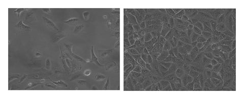 A549-Fluc-Puro Morphology