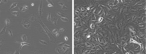 A549-hNIS-Neo/Fluc-Puro Morphology