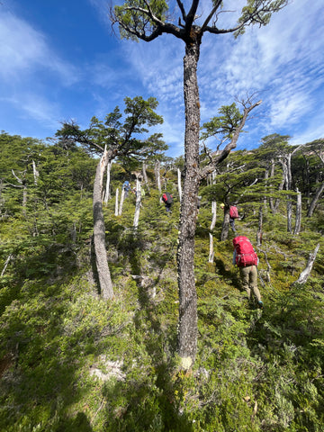 Hiking in remote Patagonia among Beech forest