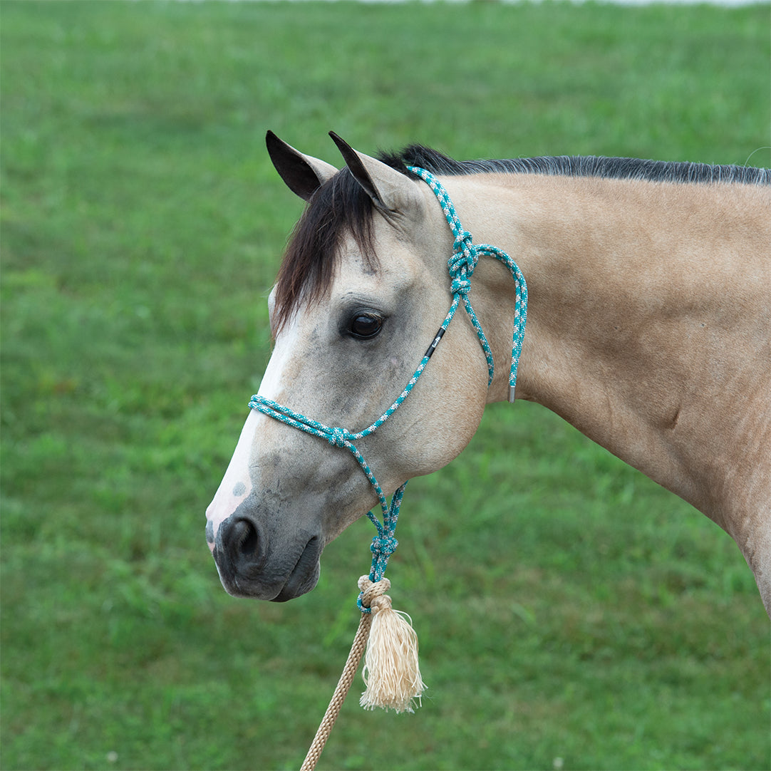 A Horse with Silvertip Halter
