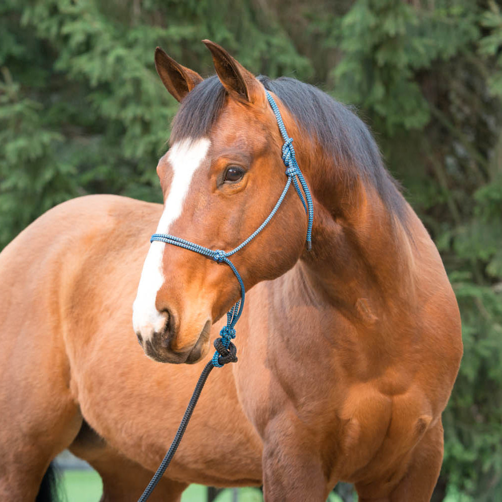 A Horse with Silvertip Halter