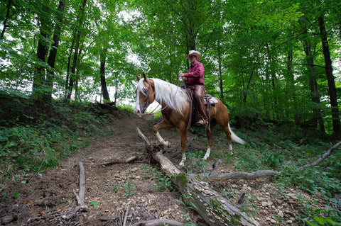 Horse on trail with log on trail