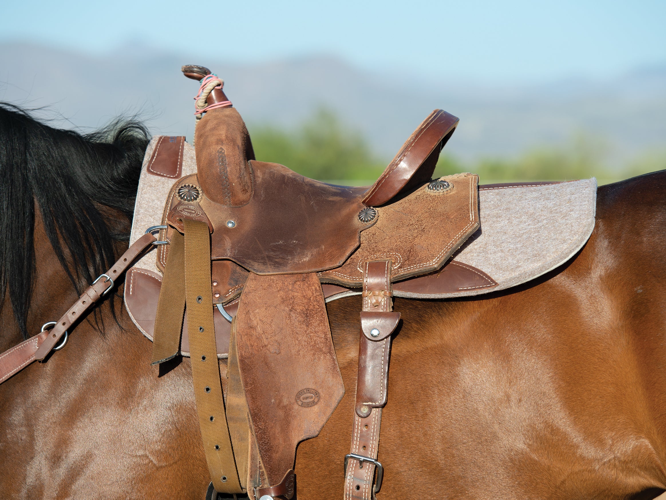 Saddle Pad on a Horse