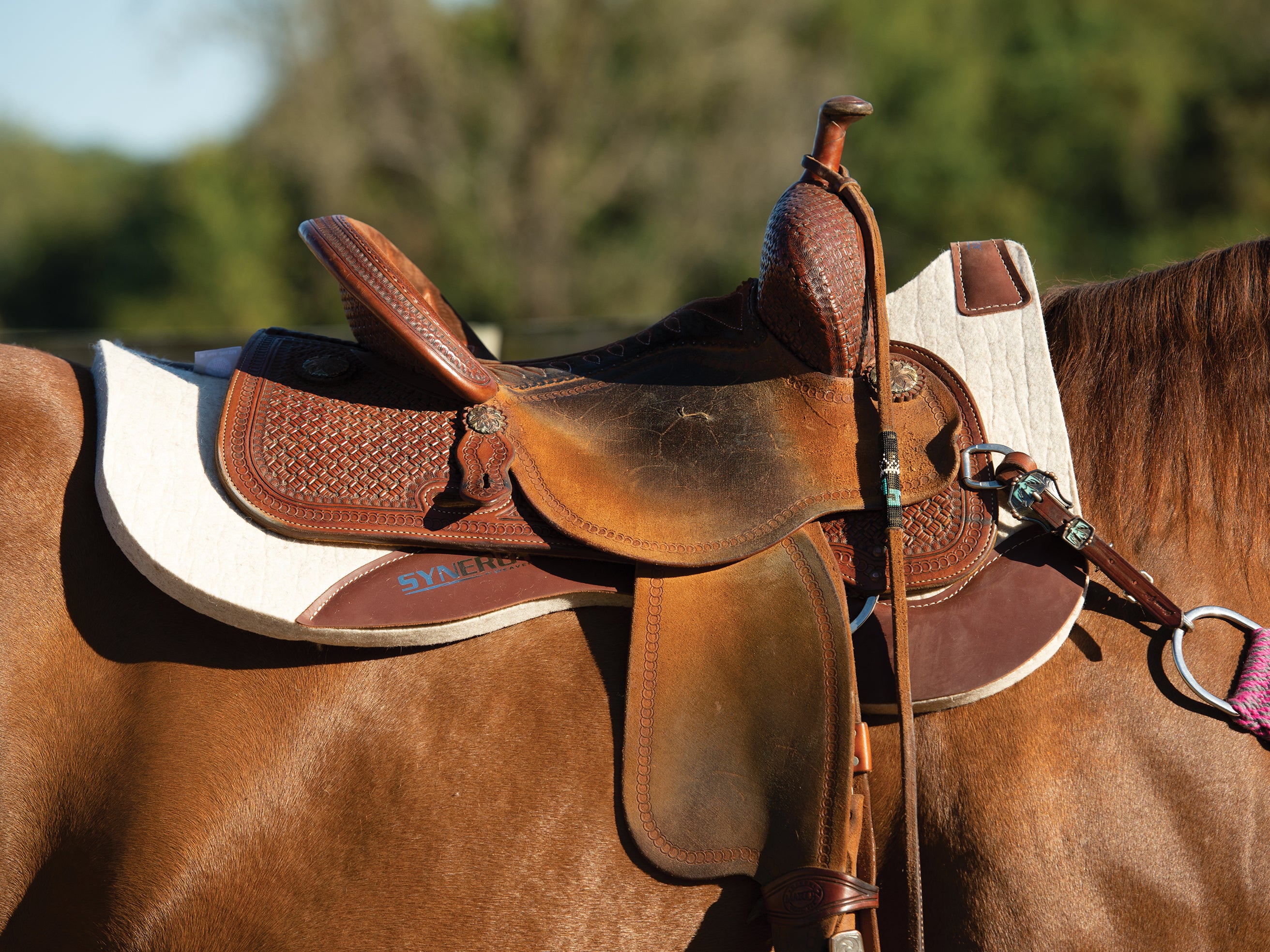 Saddle Pad on a Horse