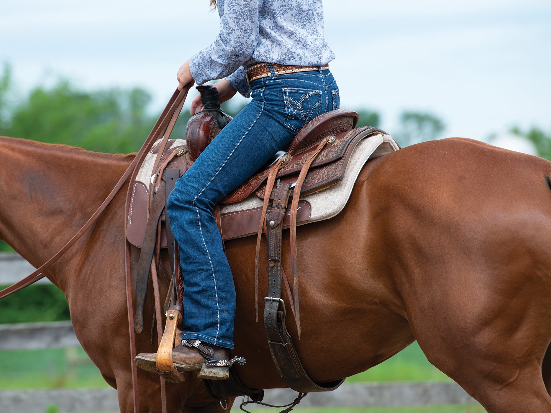 Saddle Pad on a Horse