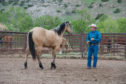 4 Top Reasons Your Horse’s Rope Halter Diameter Matters 