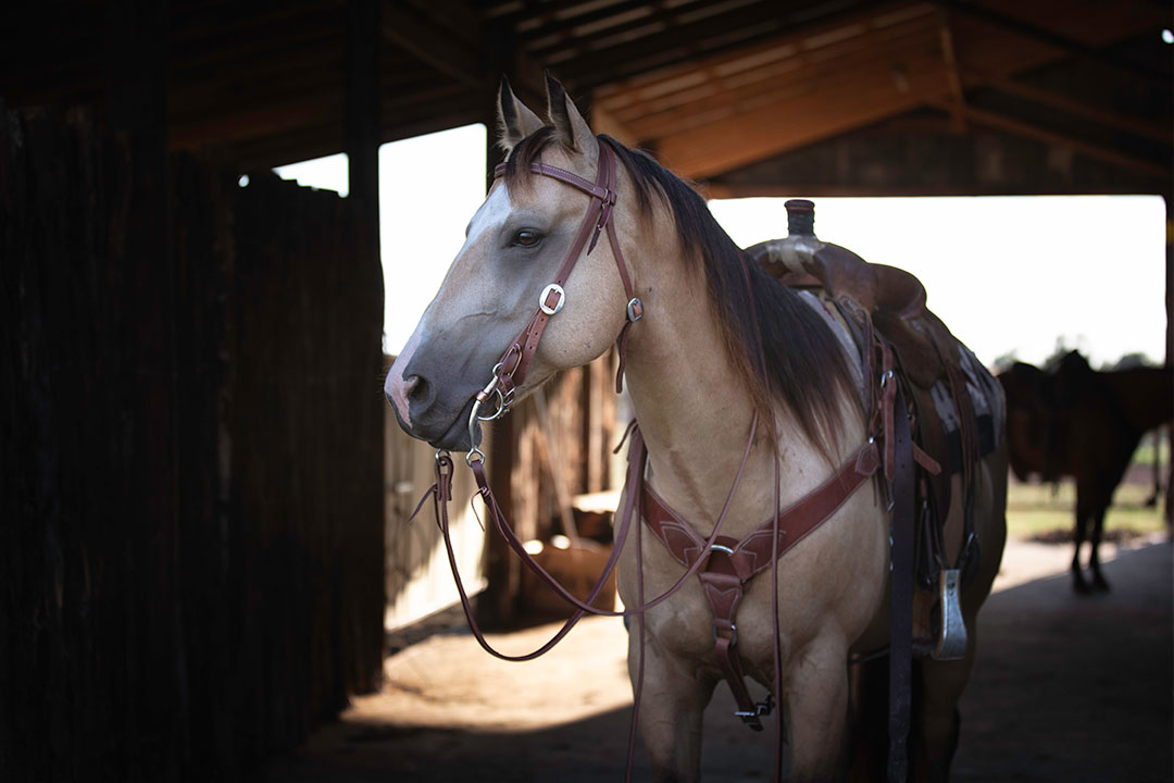 Leather Horse Tack Care