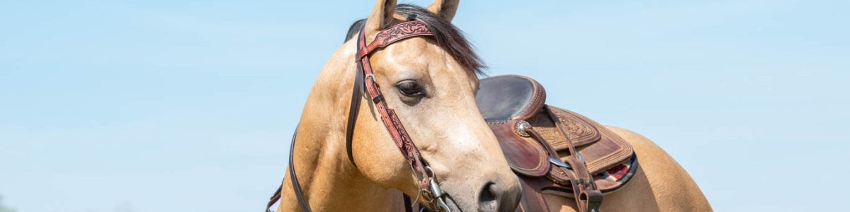 Turquoise Cross Horse Tack