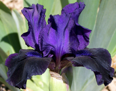 Intermediate Bearded – Sutton Iris