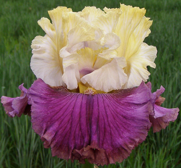 Elderberry Pie Iris – Sutton Iris